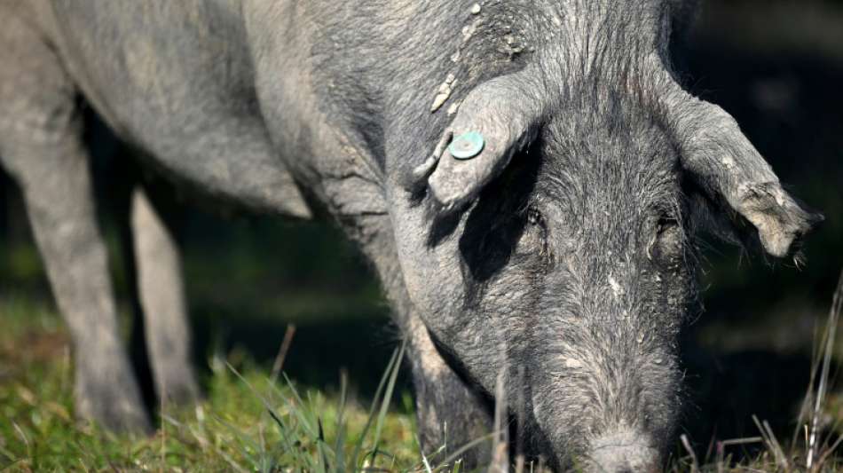 Streit &uuml;ber fleischloses Schulessen in Lyon