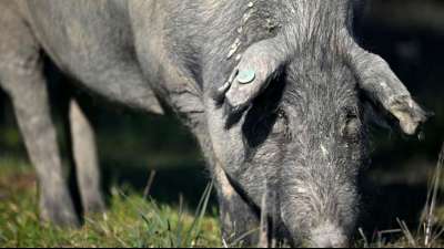 Streit &uuml;ber fleischloses Schulessen in Lyon
