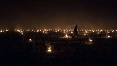 K&auml;ltewelle im Fr&uuml;hjahr f&uuml;hrt zu Einbruch von Frankreichs Weinproduktion