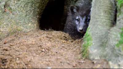 Feuerwehr befreit ersch&ouml;pftes Fuchsbaby aus Garten in D&uuml;sseldorf