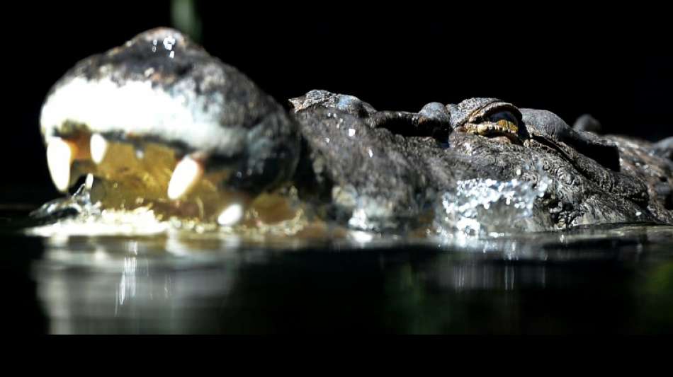 Australier wehrt Krokodil nur mit kleinem Gürtelmesser ab