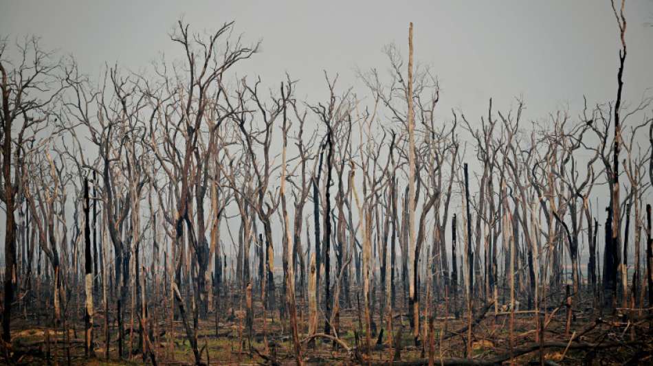 Zahl der Waldbrände im brasilianischen Amazonas-Gebiet drastisch gestiegen