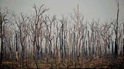 Zahl der Waldbrände im brasilianischen Amazonas-Gebiet drastisch gestiegen