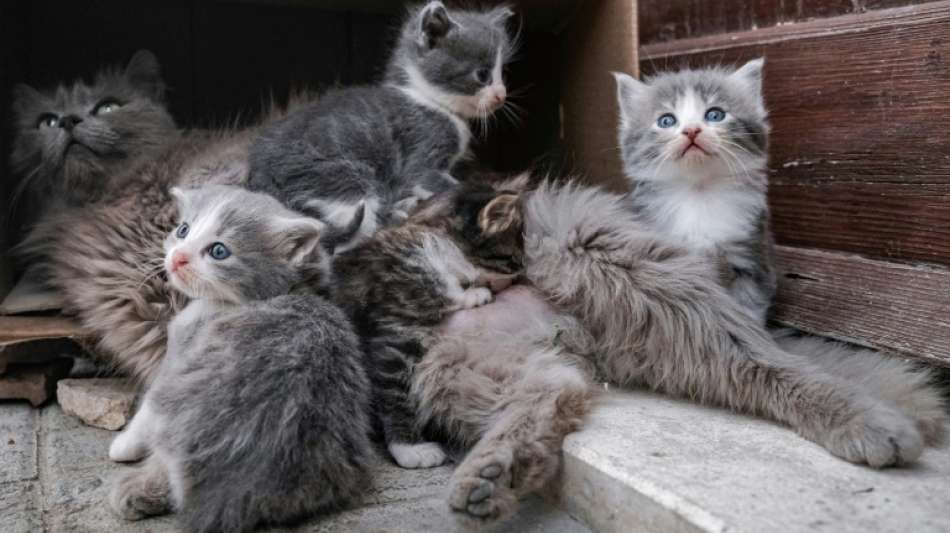 N&uuml;rnberger Zoll entdeckt geschmuggelte Katzenbabys in Transporter