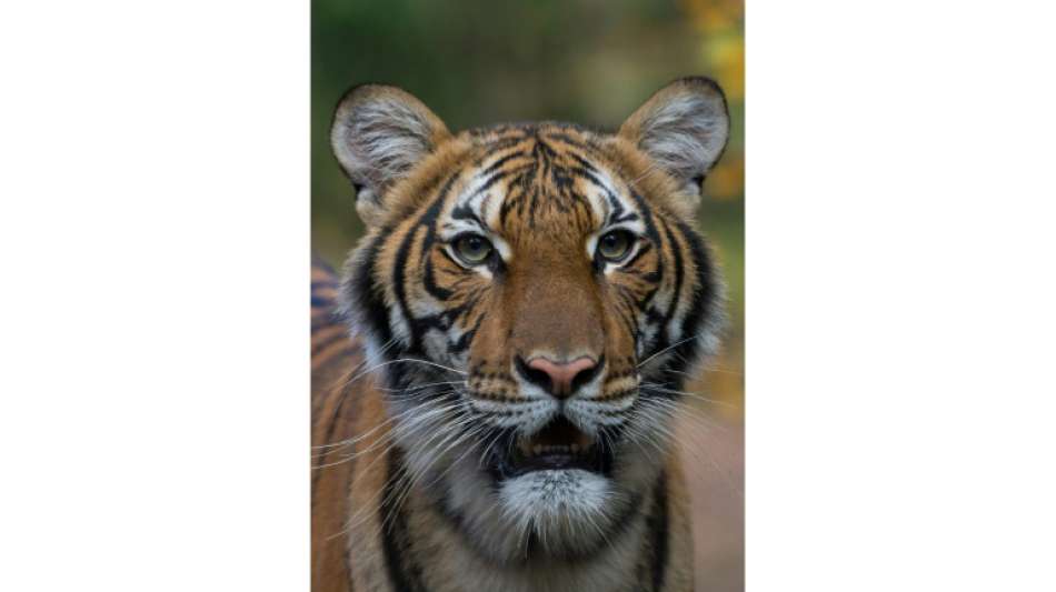 Tiger in New York positiv auf Coronavirus getestet