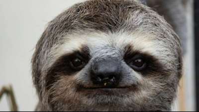 Das ewige L&auml;cheln - Ehepaar in Venezuela sind Faultierretter