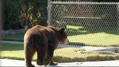 17-Jährige kämpft für ihre Hunde gegen einen Bären
