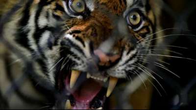 Tierschützer kritisieren Export von Tigern aus Europa nach Asien