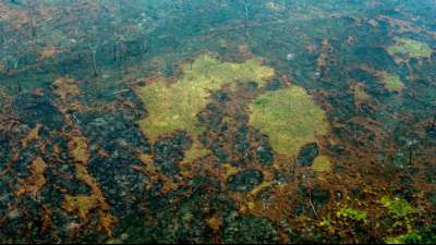 Nur Brasilien verzeichnet mehr als 222.000 Waldbrände in 2020