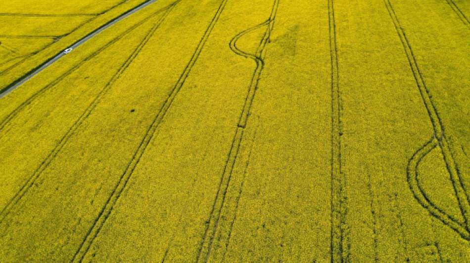 Bauernverband: Bei EU-Agrarreform Umwelt und Wettbewerbsf&auml;higkeit verbinden