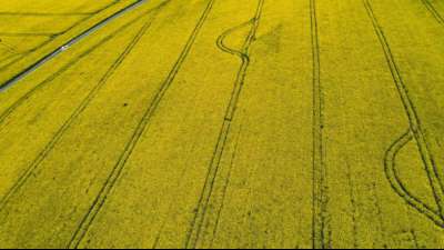 Bauernverband: Bei EU-Agrarreform Umwelt und Wettbewerbsf&auml;higkeit verbinden