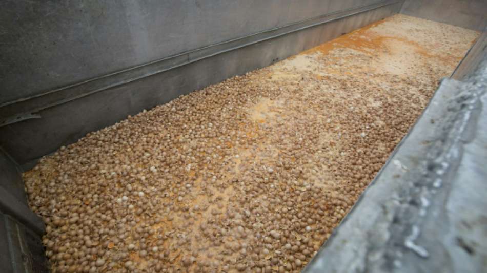 Verantwortliche f&uuml;r Fipronil-Skandal in Belgien vor Gericht