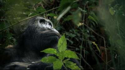 Seltener Gorilla-Nachwuchs in der Demokratischen Republik Kongo