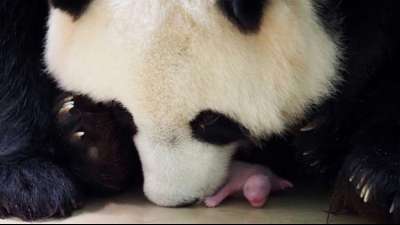 Pandadame Huan Huan in franz&ouml;sischem Zoo bringt Zwillinge zur Welt 