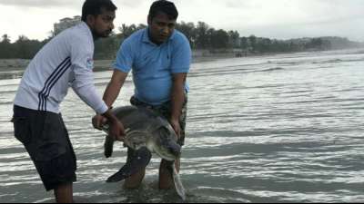 160 in Plastikmüll verfangene Meeresschildkröten in Bangladesch gerettet