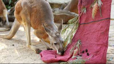 Ausgebüxtes Känguru sorgt in Florida für Chaos