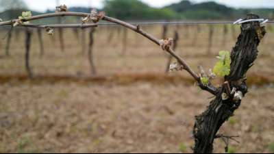 Paris hilft Bauern nach K&auml;lteeinbruch mit einer Milliarde Euro