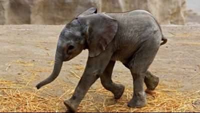 Mexikanischer Zoo überträgt Elefantengeburt live im Internet