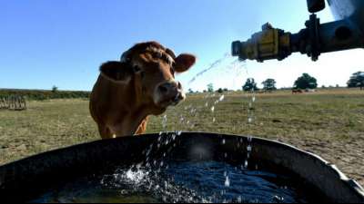 Britische Kuh "Posh Spice" f&uuml;r Rekordpreis versteigert