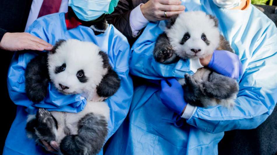 Berliner Pandazwillinge tragen traumhafte Namen Meng Xiang und Meng Yuan