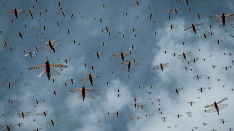 Welthungerhilfe wegen neuer Heuschreckenplage am Horn von Afrika besorgt