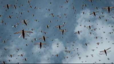 Welthungerhilfe wegen neuer Heuschreckenplage am Horn von Afrika besorgt