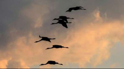 Seuche: 600.000 Enten wegen Vogelgrippe in Frankreich gekeult