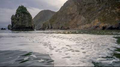 Umweltkatastrophe in Kamtschatka laut WWF nicht auf Öl zurückzuführen
