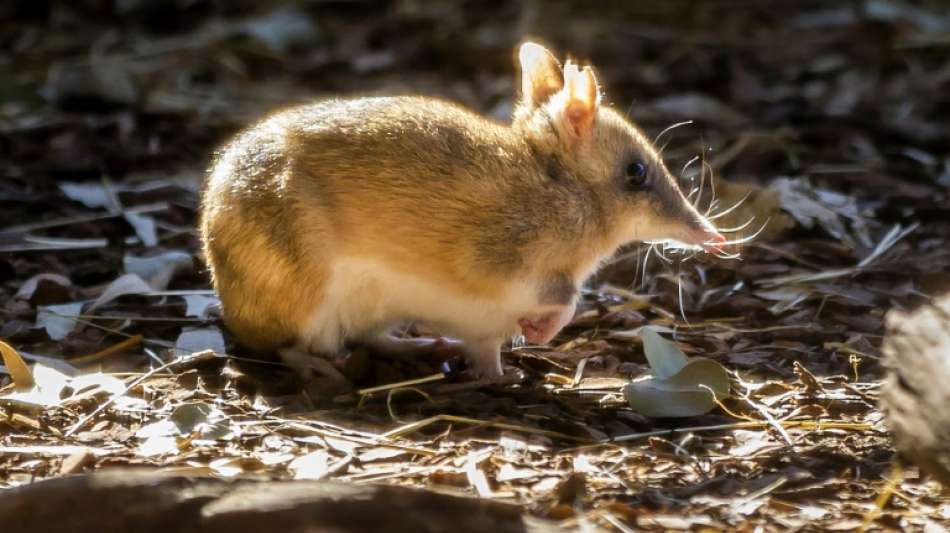 Kleines Beuteltier in Australien vor dem Aussterben gerettet