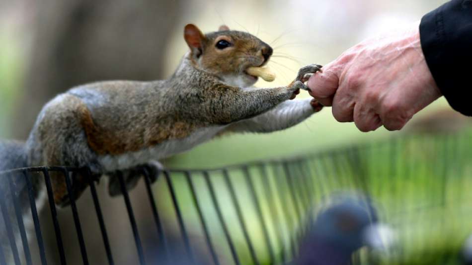 Bissige Eichhörnchen greifen Menschen in New York an