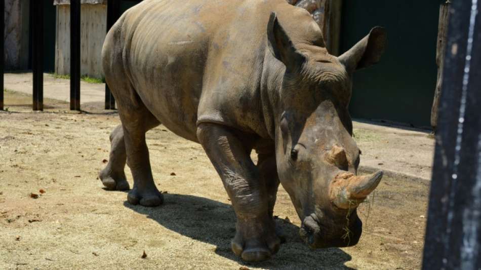 Nashorn-Dame mit dreimonatiger Corona-Versp&auml;tung nach Japan gereist