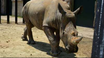 Nashorn-Dame mit dreimonatiger Corona-Versp&auml;tung nach Japan gereist
