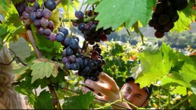 Deutschlands Winzer rechnen mit "guten Qualit&auml;ten" in diesem Jahr