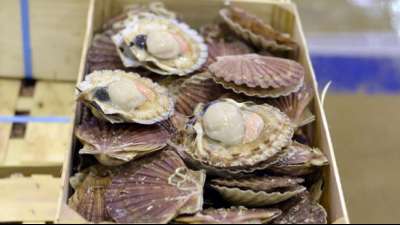 EU und USA nehmen den Handel mit Muscheln wieder auf