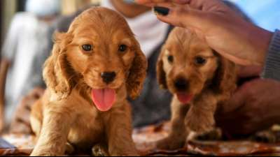 Polizei geht gegen mutma&szlig;lich betr&uuml;gerische Hundeh&auml;ndler in Bayern vor