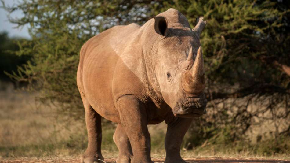 Im Corona-Jahr 2020 deutlich weniger Nash&ouml;rner in S&uuml;dafrika get&ouml;tet