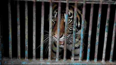 Sumatra-Tiger in indonesischem Zoo an Covid-19 erkrankt
