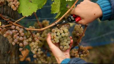 Wein wird nun auch erstmals in allen Fl&auml;chenl&auml;ndern angebaut