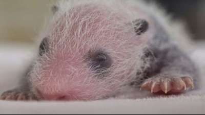 Tierwelt: Panda-Zwillinge wurden im Zoo von Madrid geboren