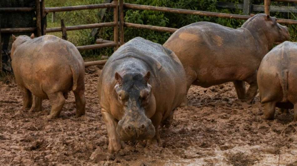 Zwei Nilpferde in belgischem Zoo positiv auf Corona getestet