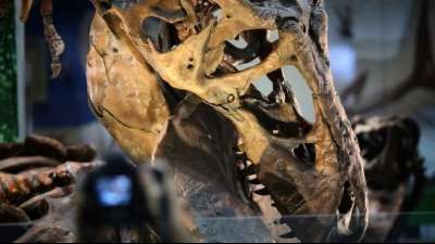 Neue Studie verwirft Theorie von Mini-Art des T.Rex