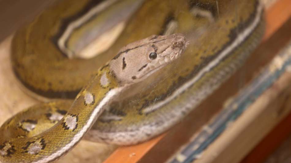 Ordnungsamt entdeckt zwei W&uuml;rgeschlangen in Wohnung