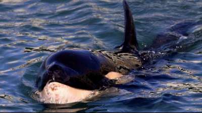 Von Mutter getrenntes Orca-Junges in Neuseeland gestorben