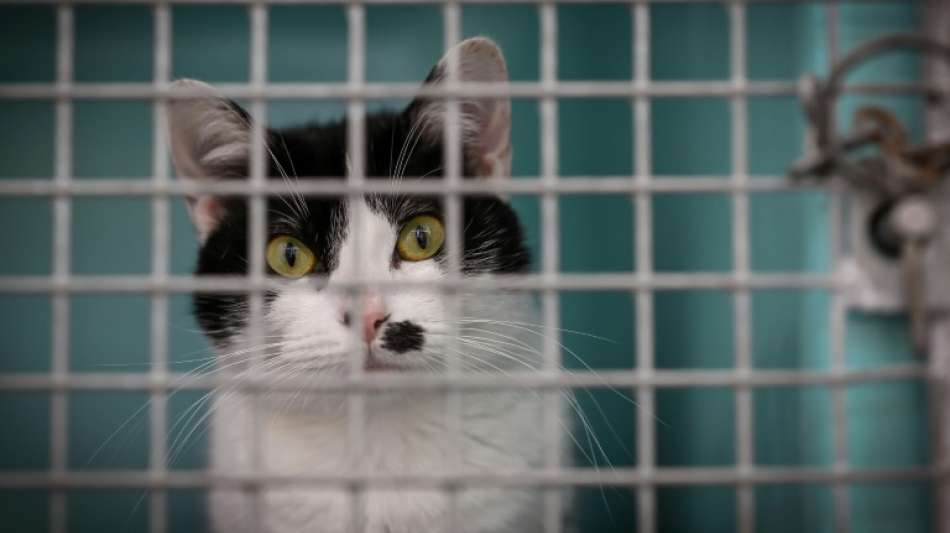 Wildtiere im Zirkus in Frankreich in zwei Jahren verboten