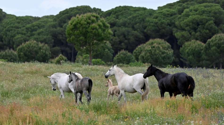 J&auml;ger in Baden-W&uuml;rttemberg erschie&szlig;t versehentlich zwei Pferde