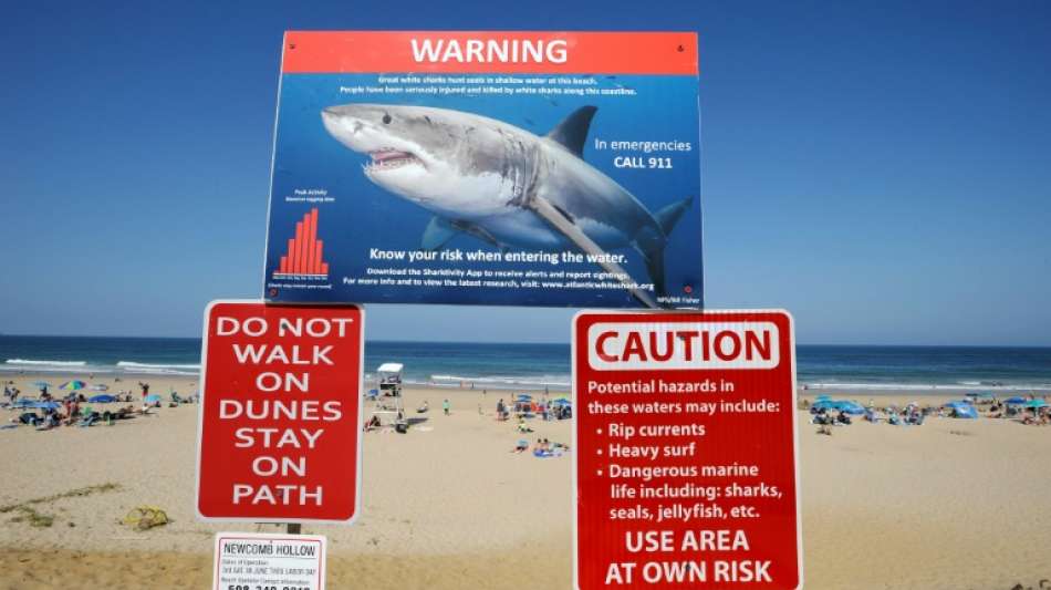 Studie: Haie verwechseln bei Angriffen Surfer mit Robben