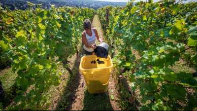 Weltweite Weinproduktion in diesem Jahr "extrem niedrig"