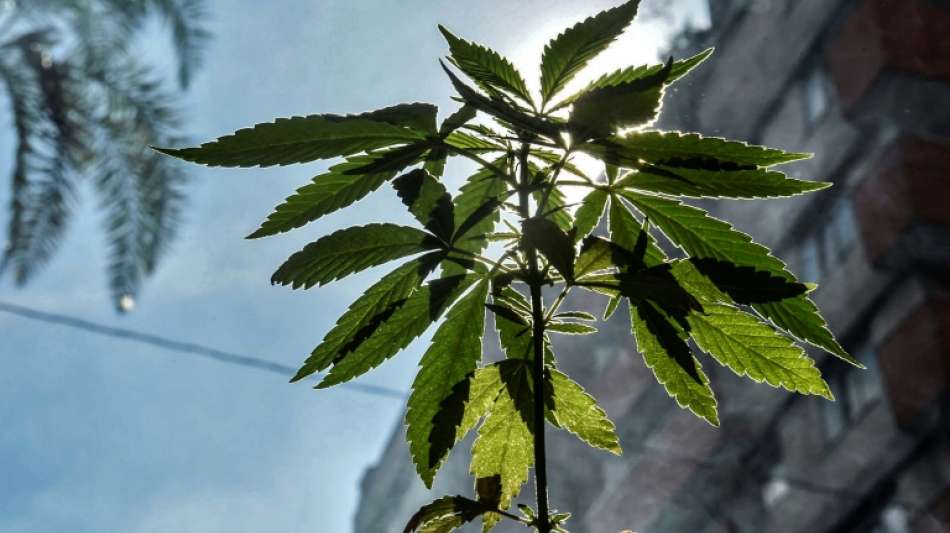 Polizei entdeckt automatisierte Marihuanaplantage bei Razzia in Bielefeld