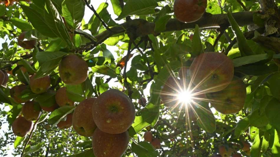 Fruchtsaftindustrie rechnet mit schwacher Streuobsternte