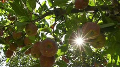 Fruchtsaftindustrie rechnet mit schwacher Streuobsternte